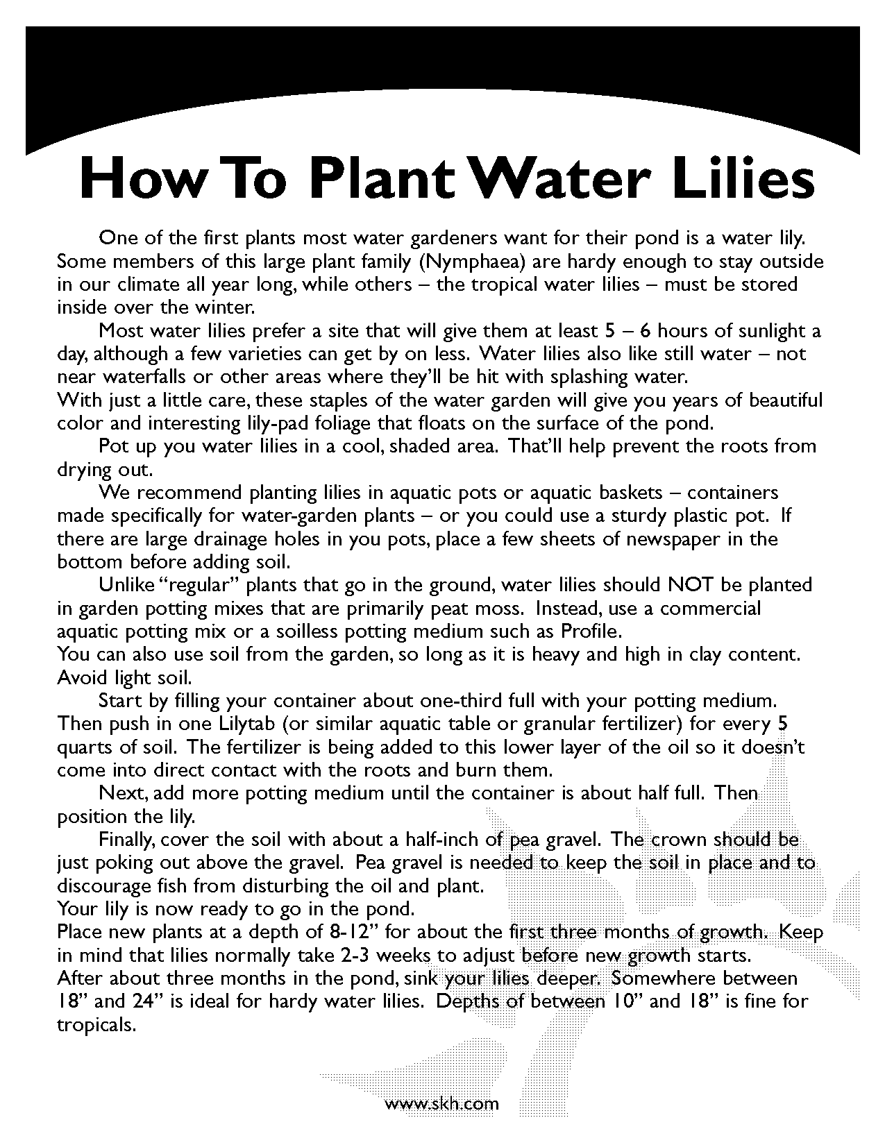 water lily care instructions